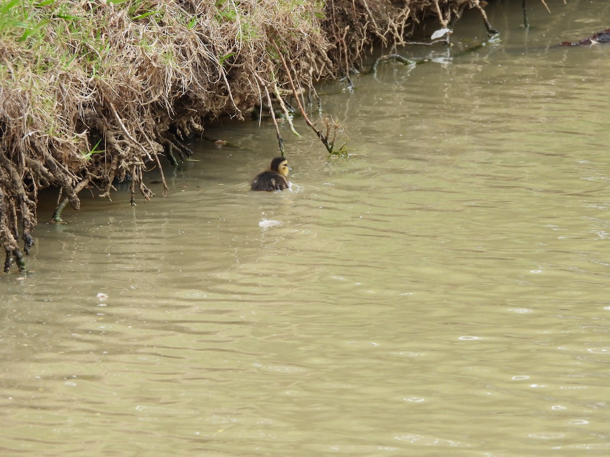 Maned Duck - ML644634122