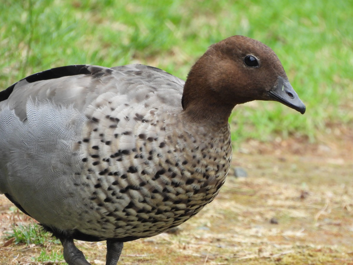 Maned Duck - ML644634125