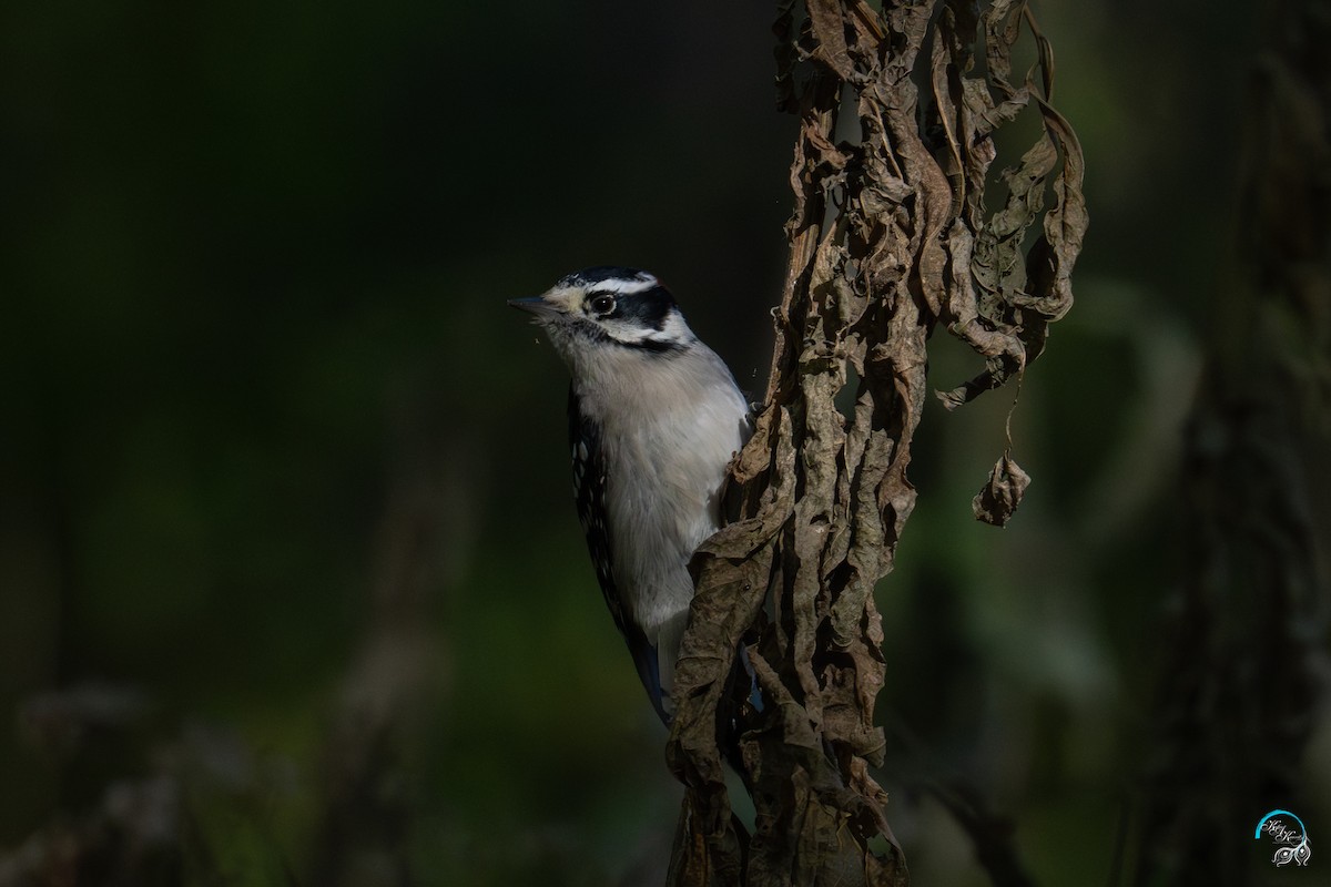 dunspett - ML644634126