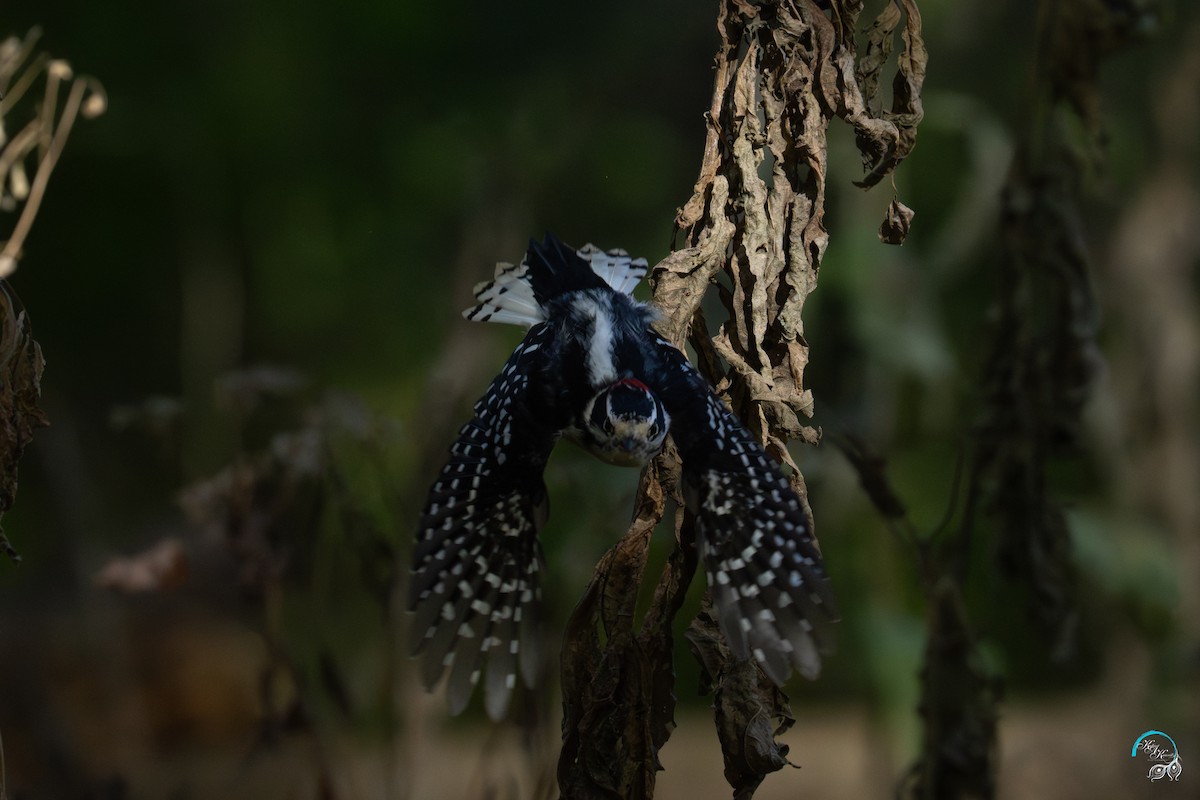 dunspett - ML644634127