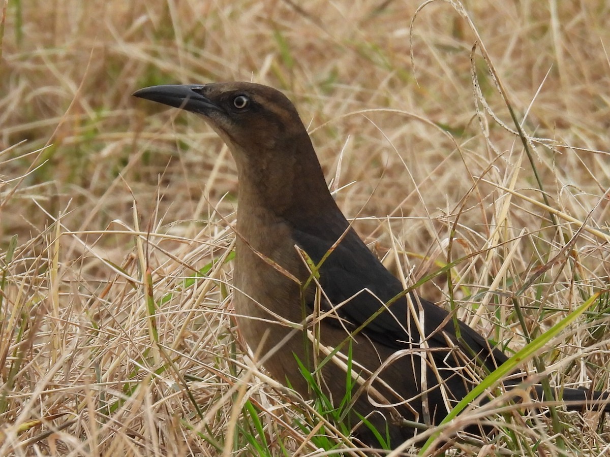 Great-tailed Grackle - ML644634129