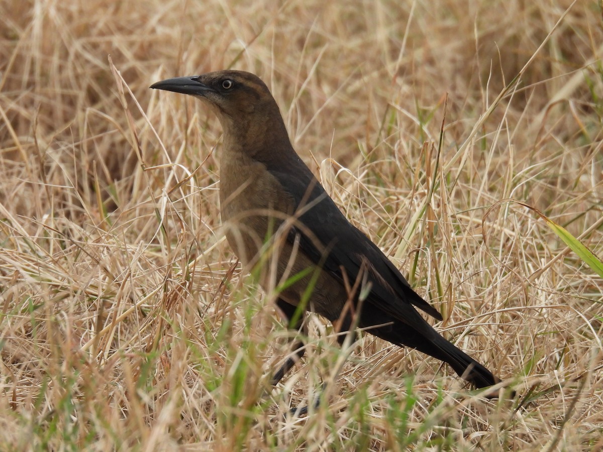Great-tailed Grackle - ML644634130