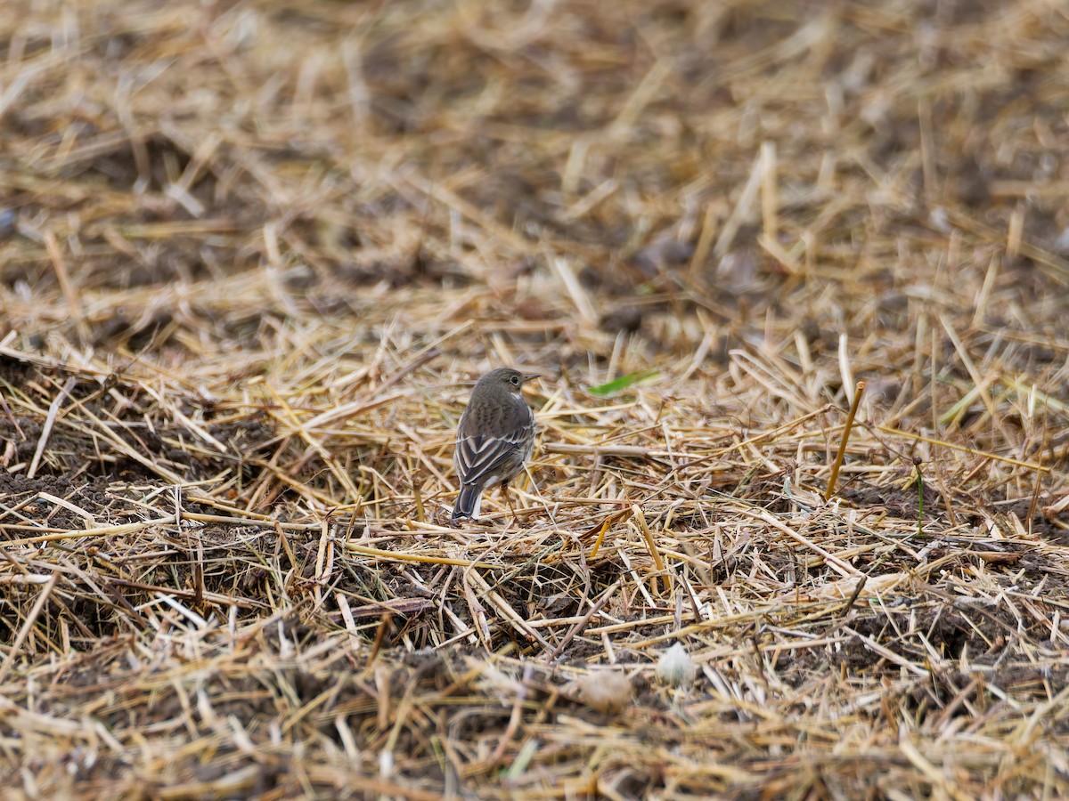 Щеврик японський - ML644634131