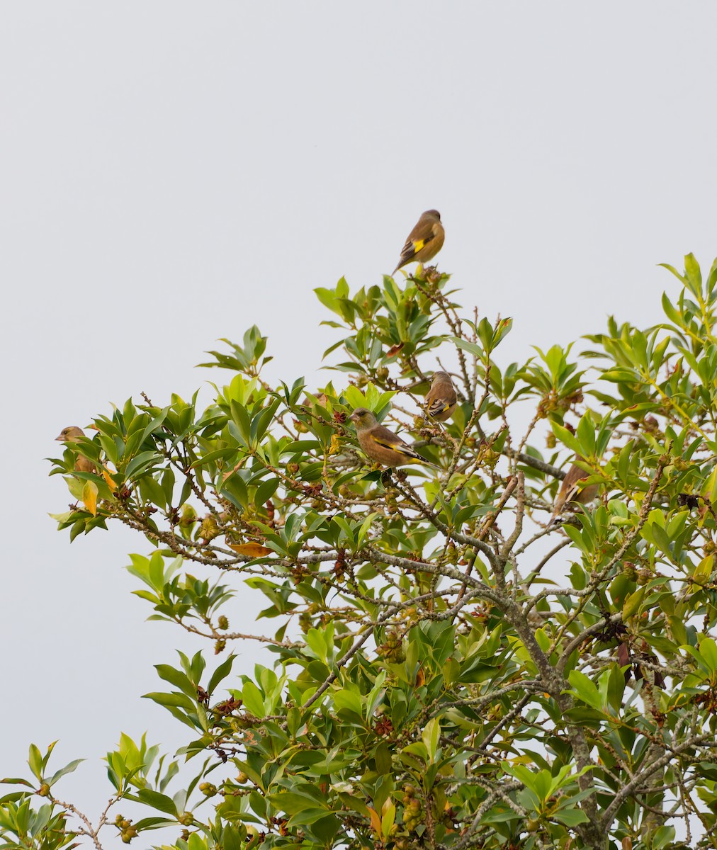 Зеленяк китайський - ML644634134