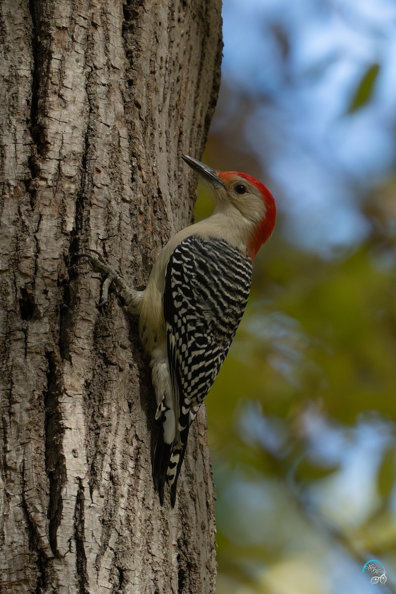 lundspett - ML644634137