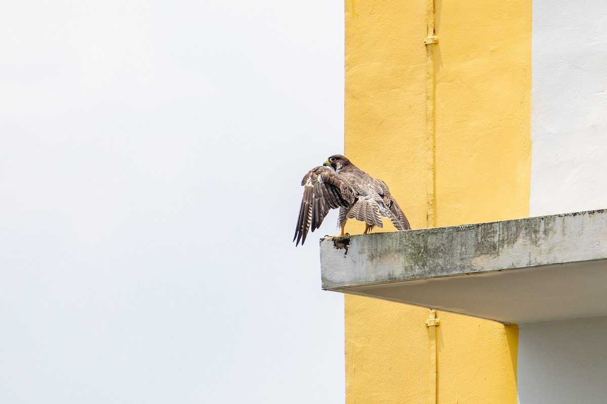 Peregrine Falcon (Tundra) - ML644634144