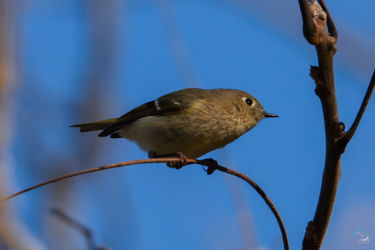 Ruby-crowned Kinglet - ML644634151
