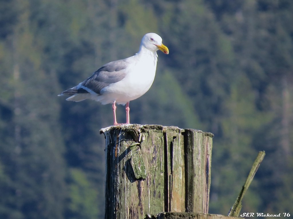 Goéland à ailes grises - ML644634159