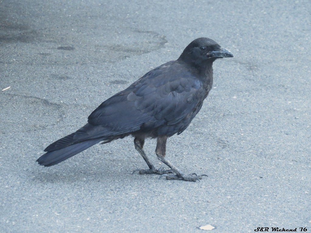 Corneille d'Amérique - ML644634162