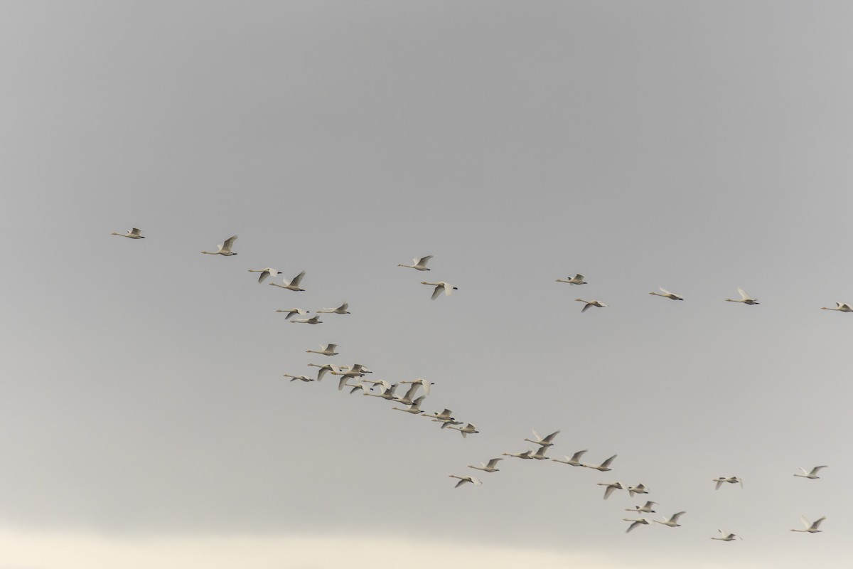 labuť zpěvná - ML644634167