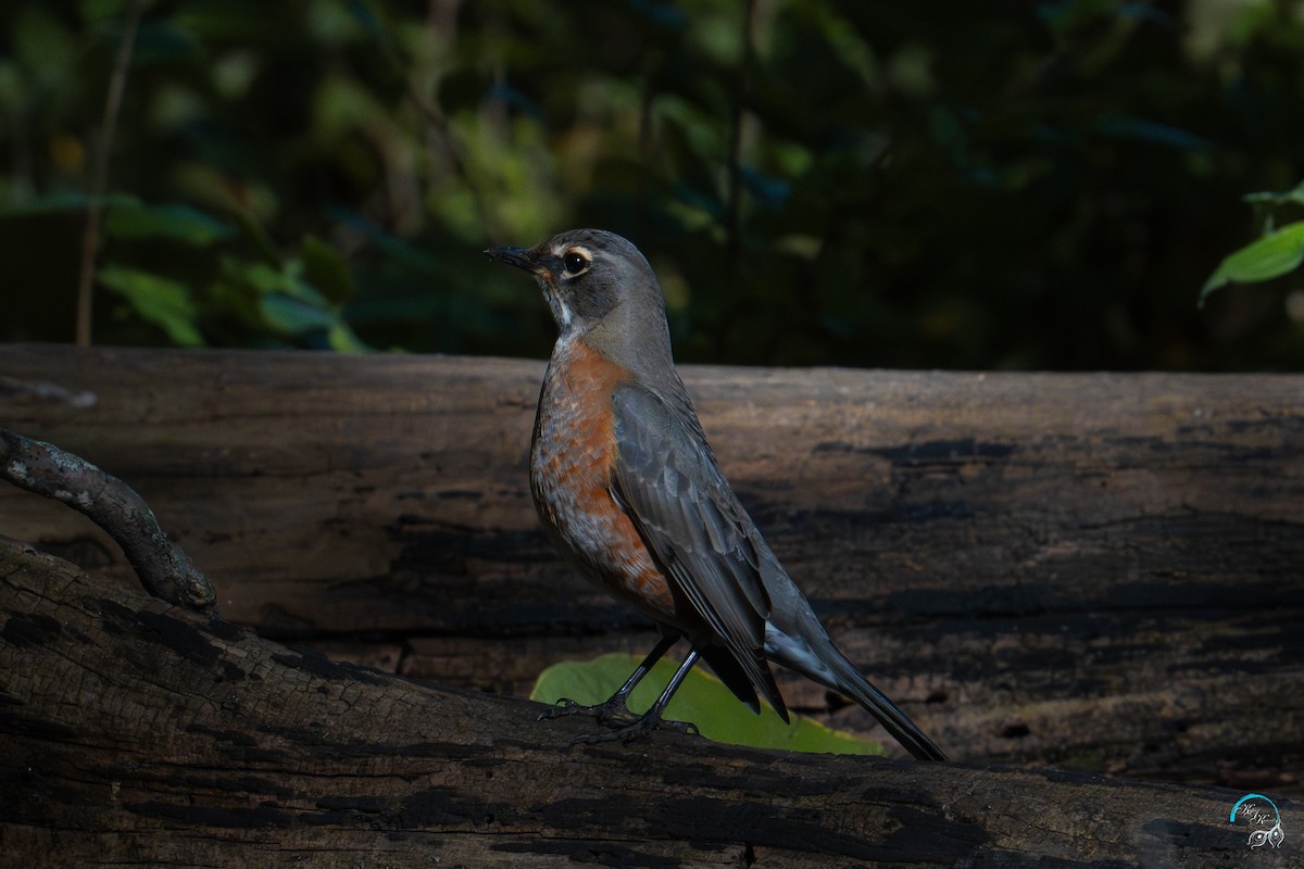 vandretrost - ML644634168