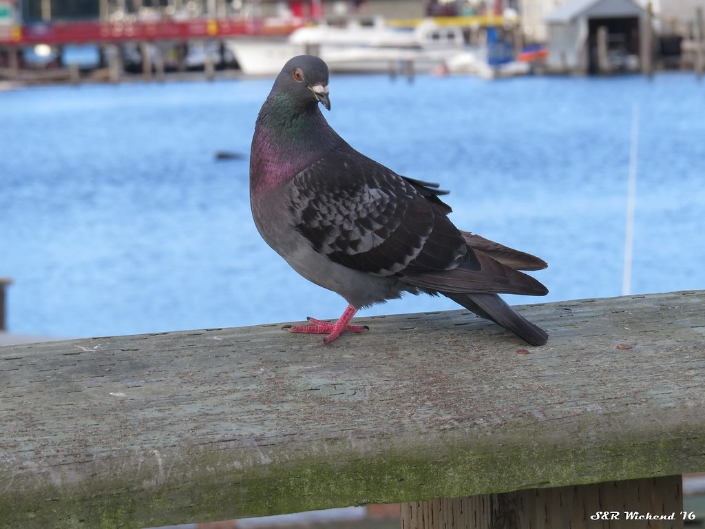 Pigeon biset (forme domestique) - ML644634170