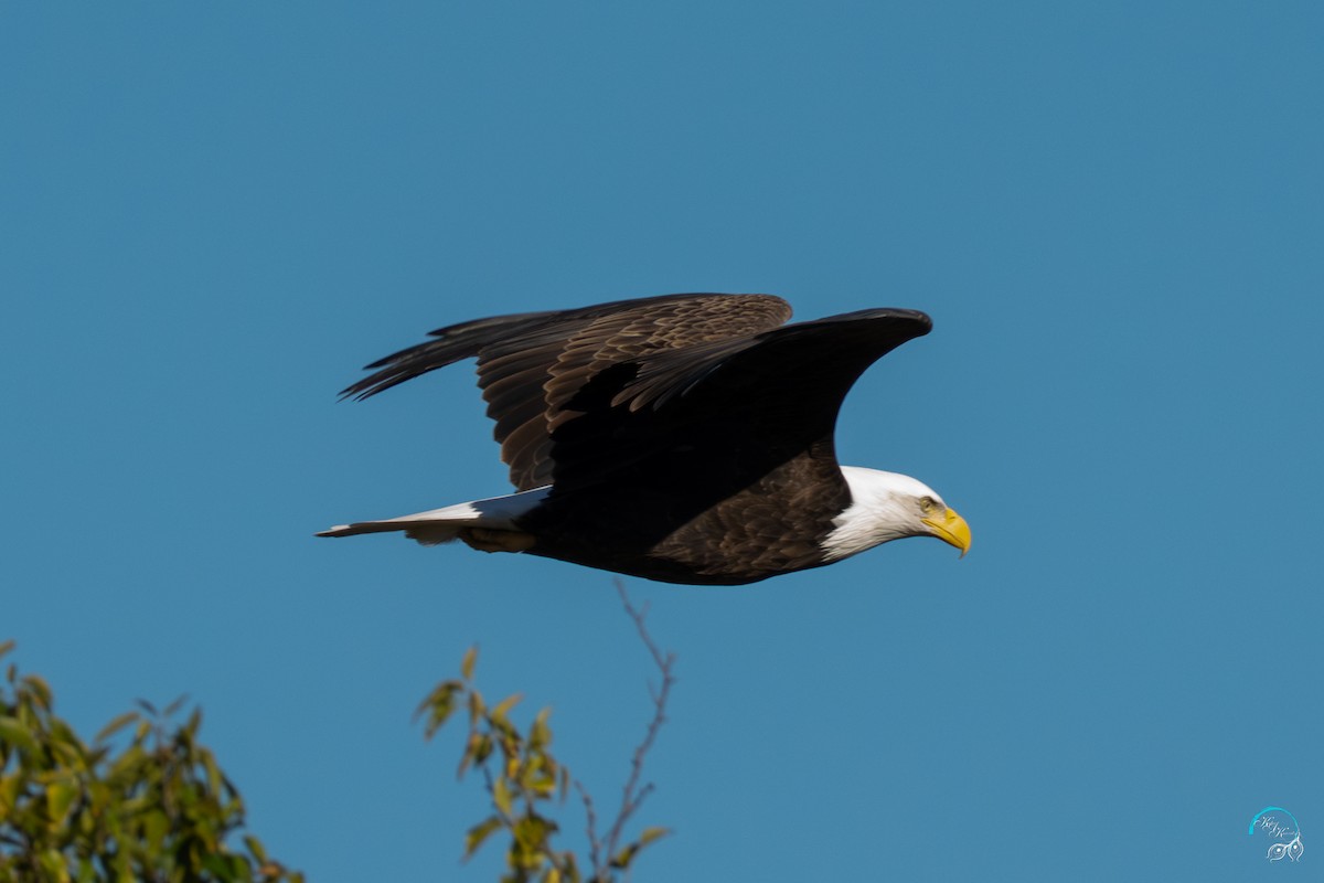 hvithodehavørn - ML644634171