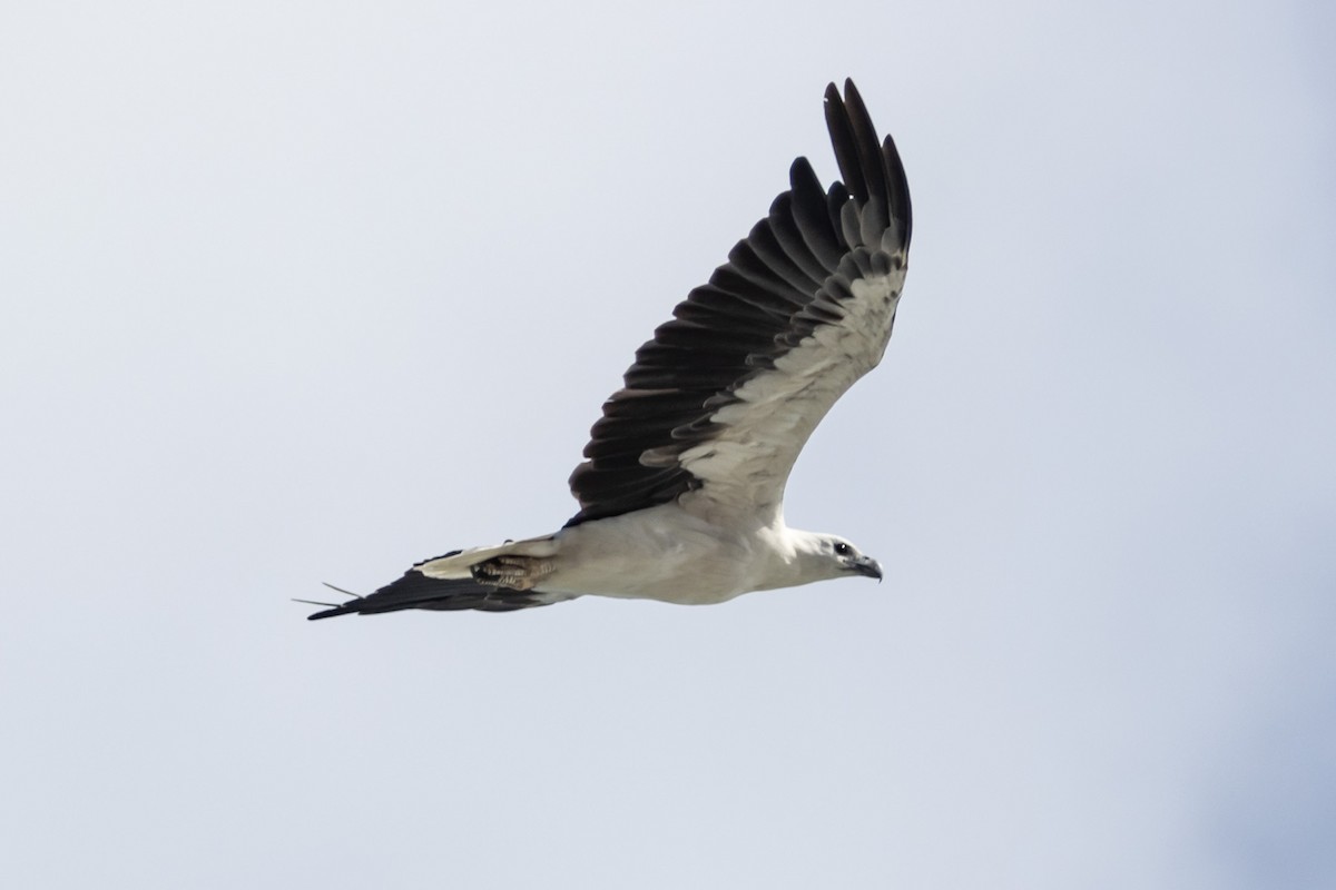 White-bellied Sea-Eagle - ML644634172