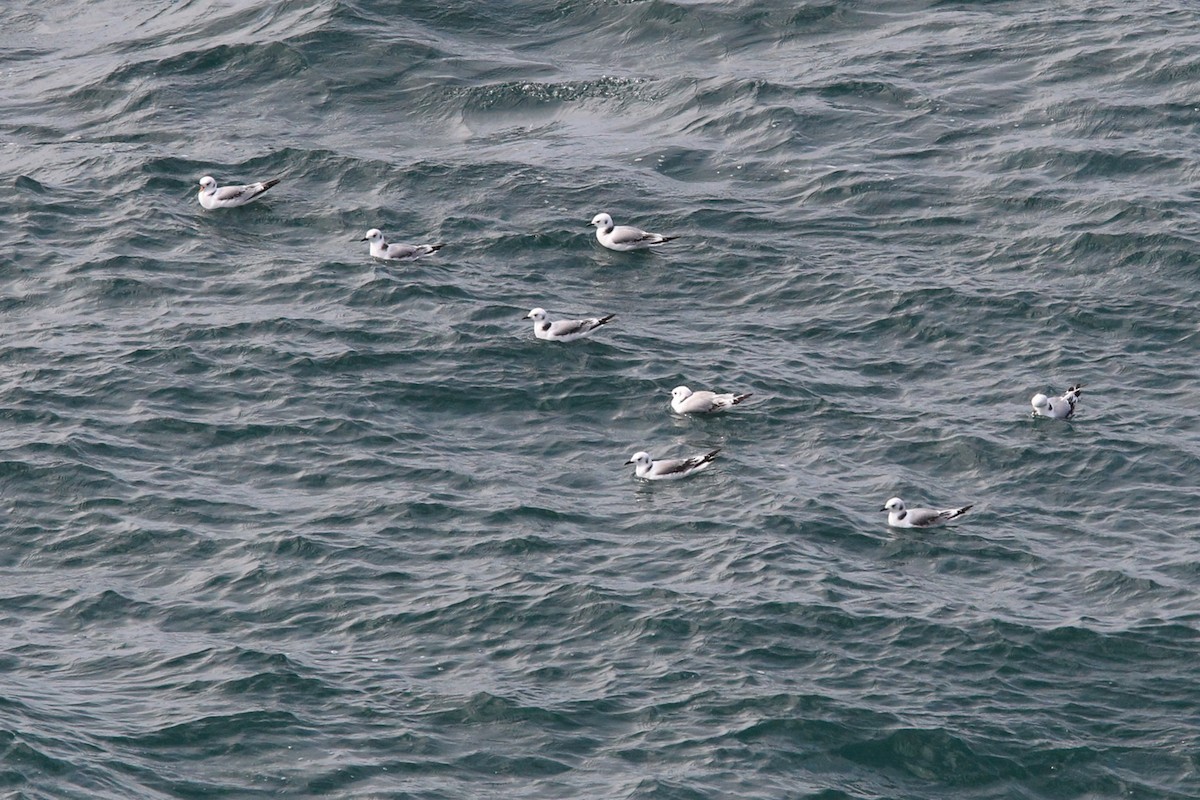 Mouette tridactyle - ML644634173