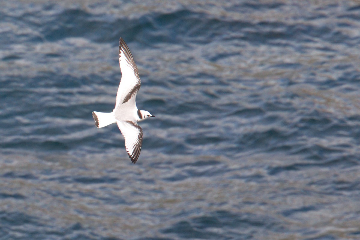Mouette tridactyle - ML644634174