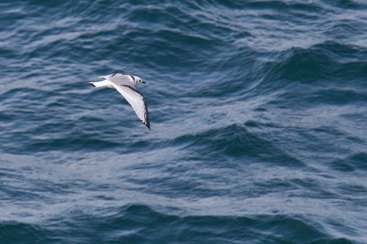Mouette tridactyle - ML644634175