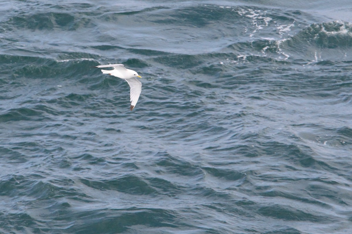 Mouette tridactyle - ML644634176