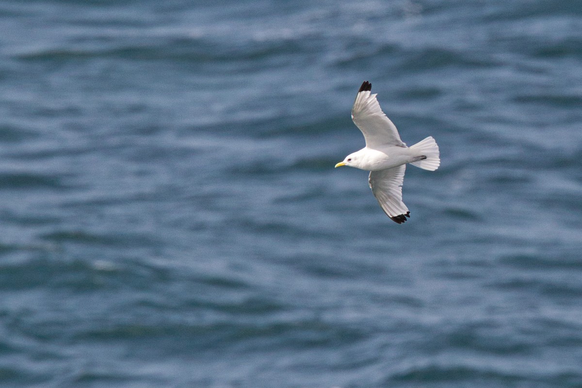 Mouette tridactyle - ML644634177