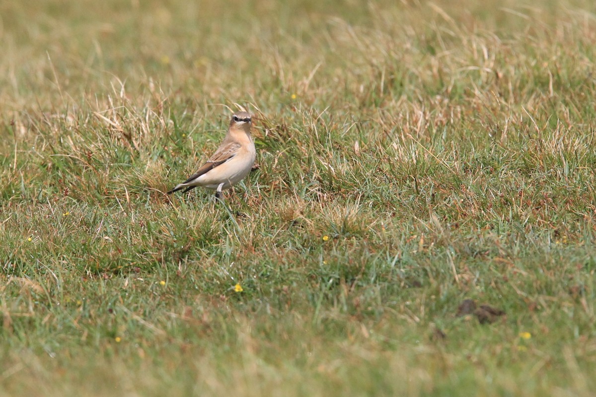 Traquet motteux - ML644634179