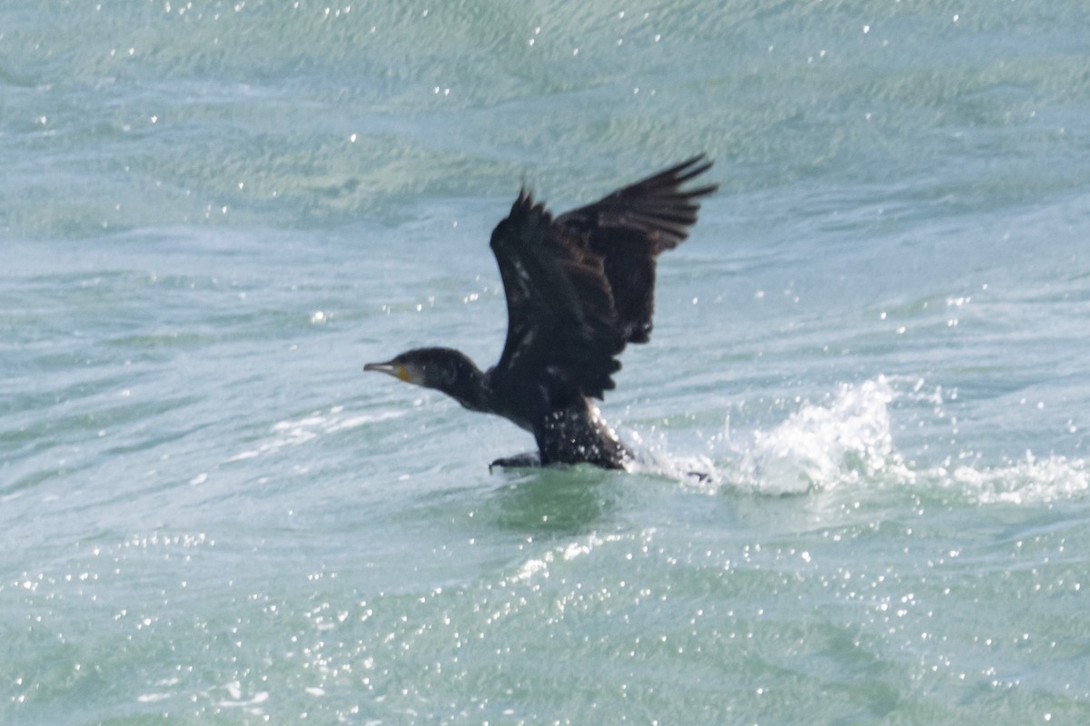 Тураг гогой - ML644634184