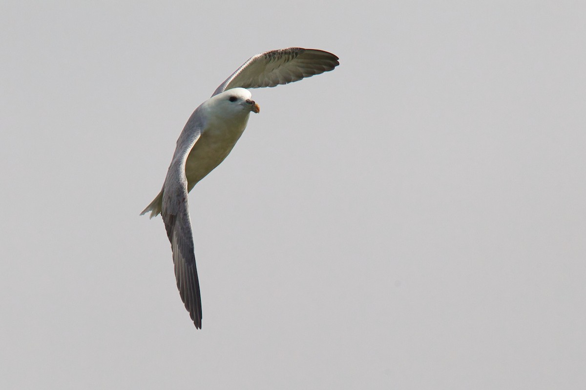 Fulmar boreala - ML644634186