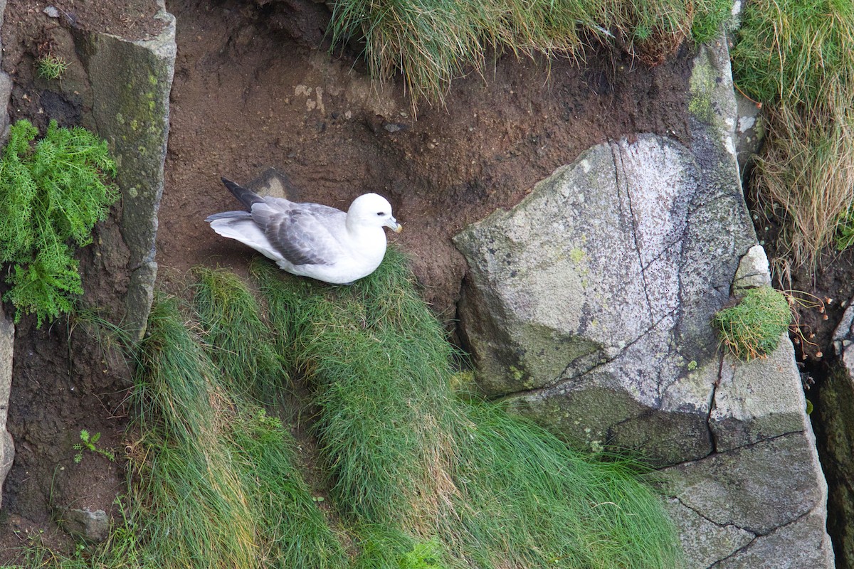 Fulmar boreala - ML644634187