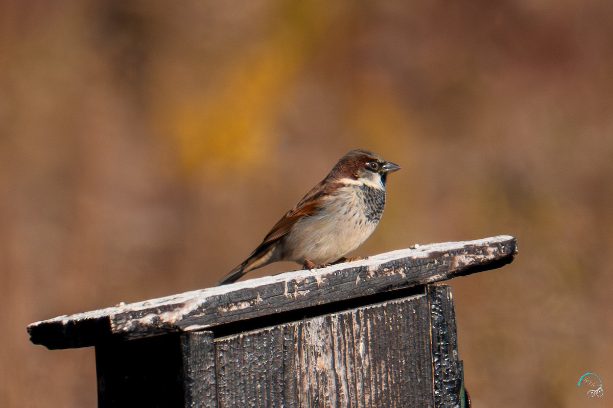 Gorrión Común - ML644634188