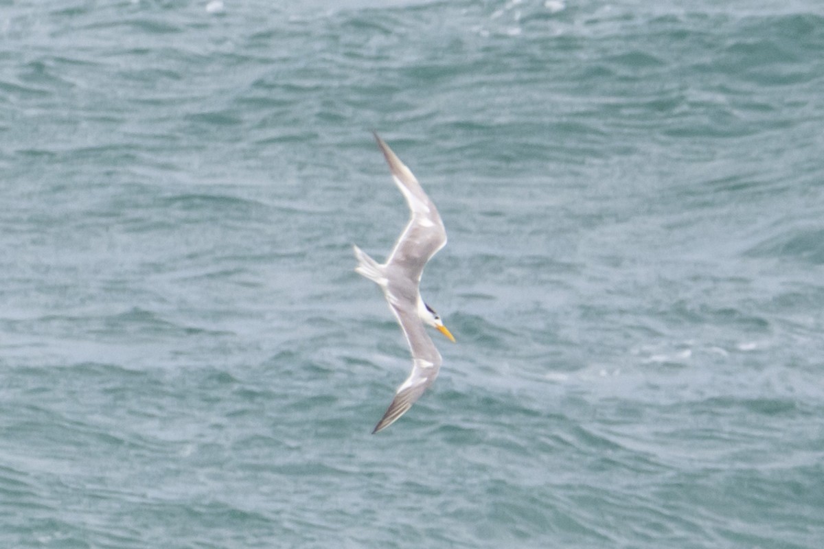 Great Crested Tern - ML644634189