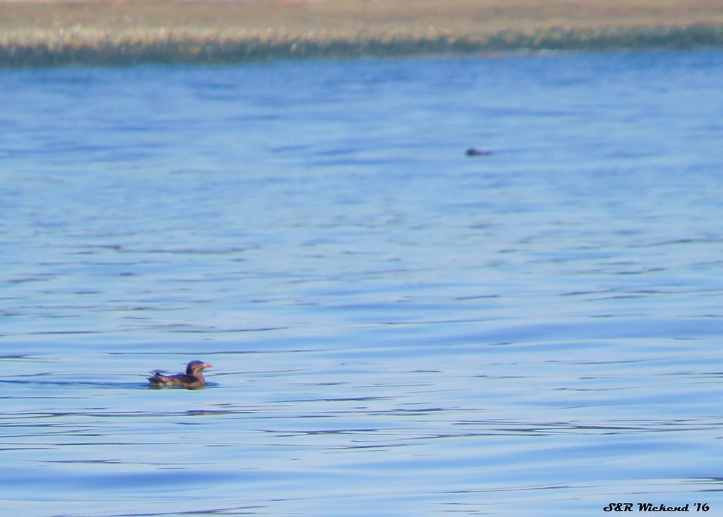 Macareux rhinocéros - ML644634191