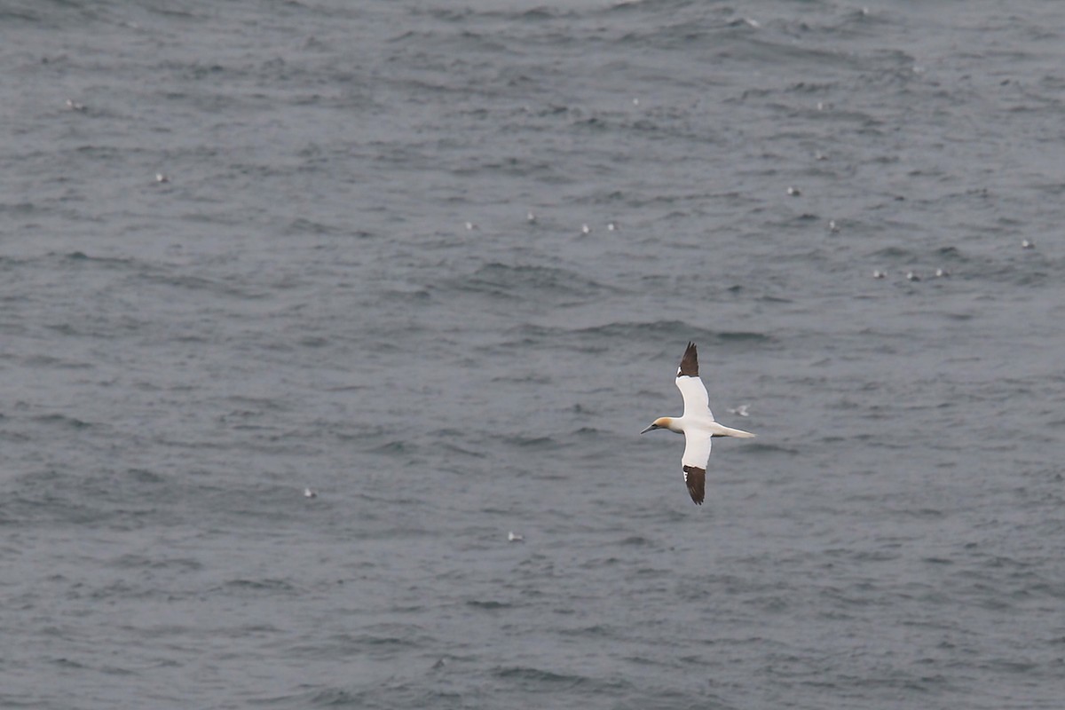 Fou de Bassan - ML644634192