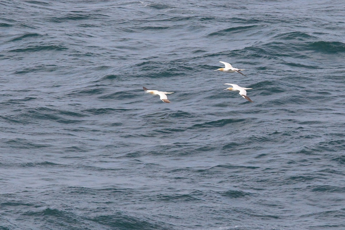 Fou de Bassan - ML644634194