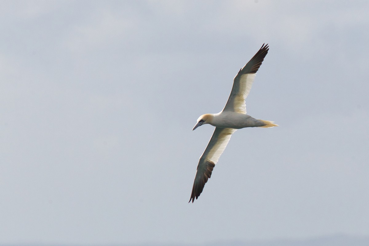 Fou de Bassan - ML644634195