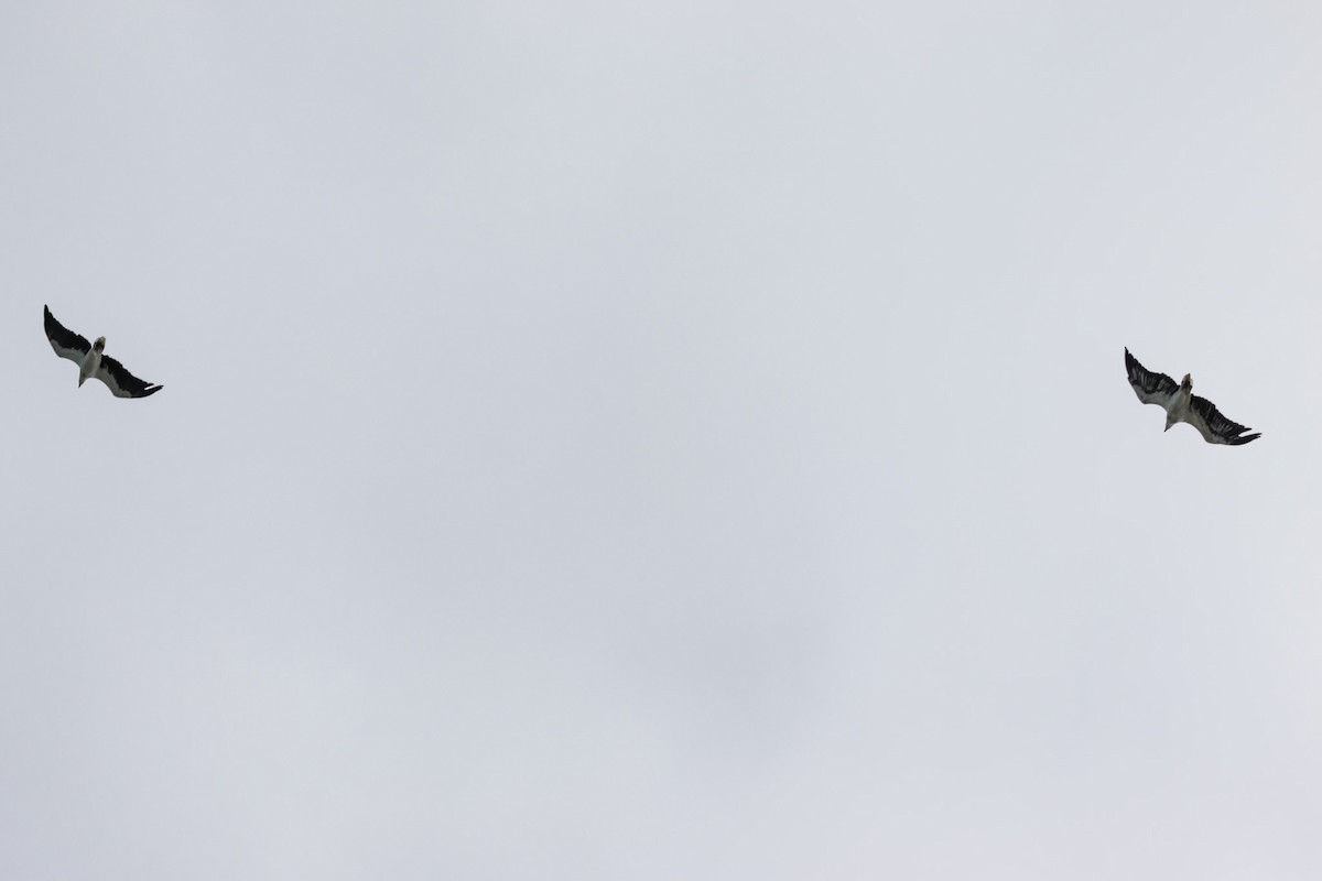 White-bellied Sea-Eagle - ML644634196