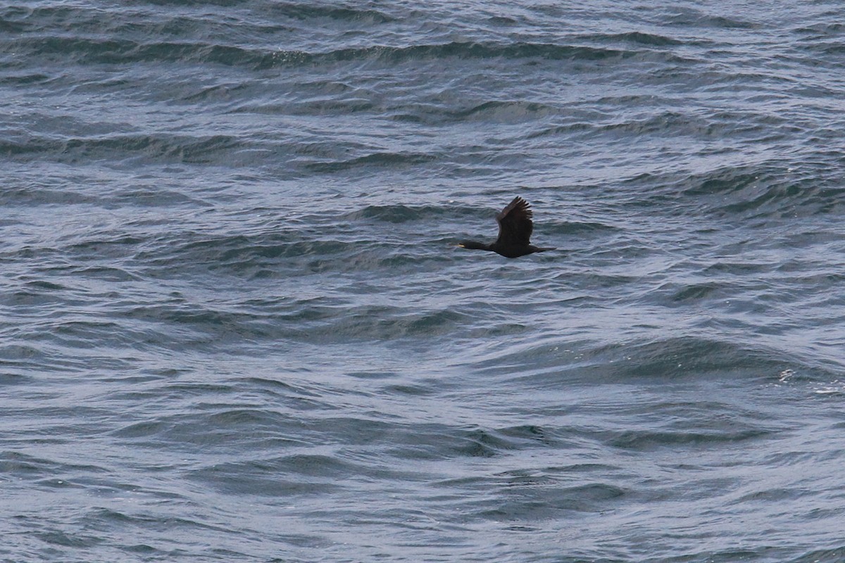 Cormoran huppé - ML644634198