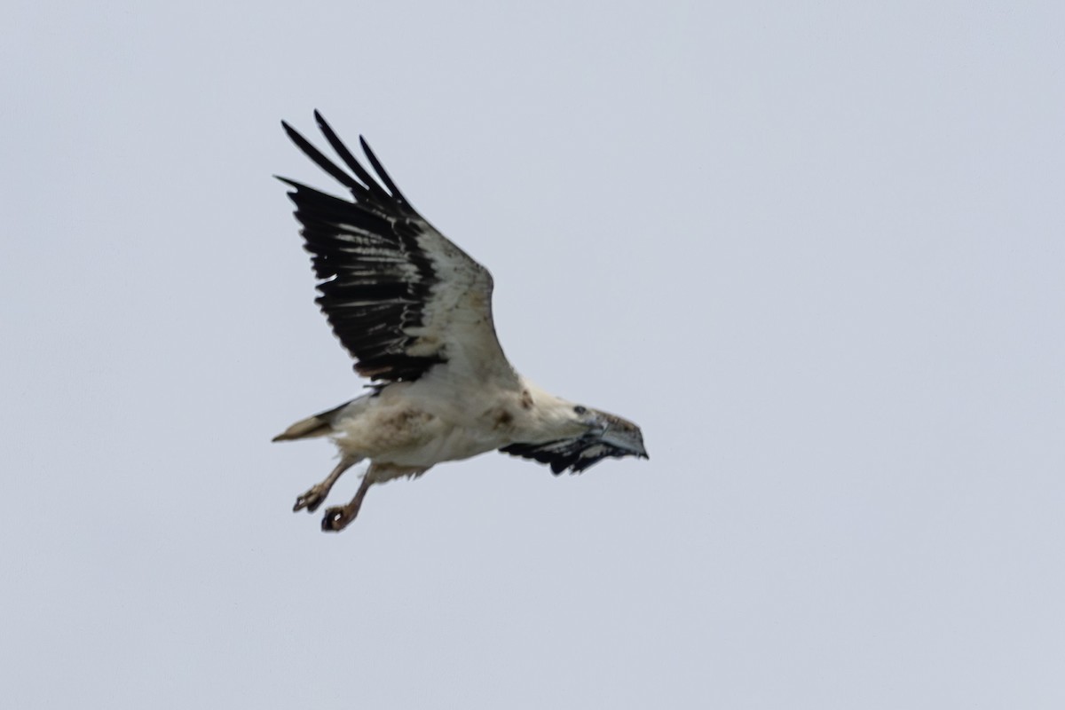 White-bellied Sea-Eagle - ML644634199