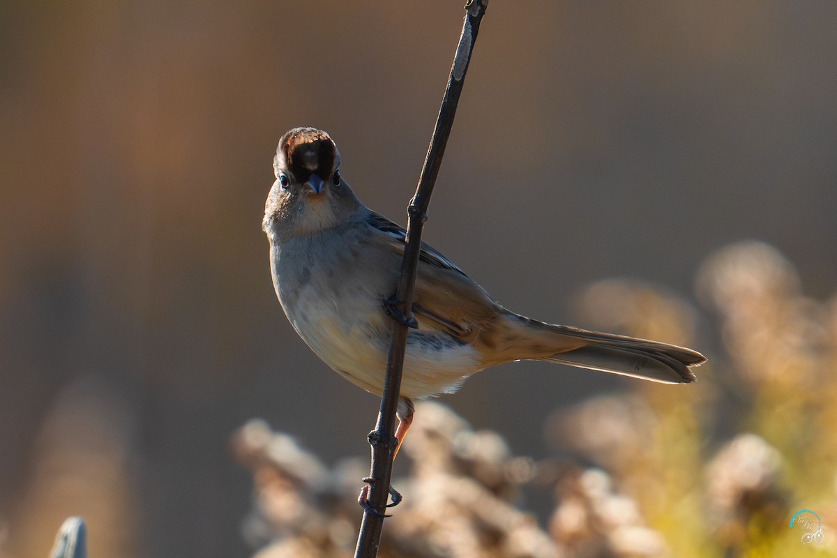 hvitkronespurv - ML644634200