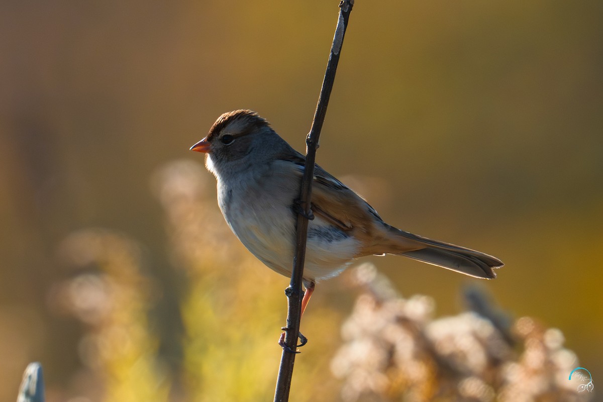 hvitkronespurv - ML644634201