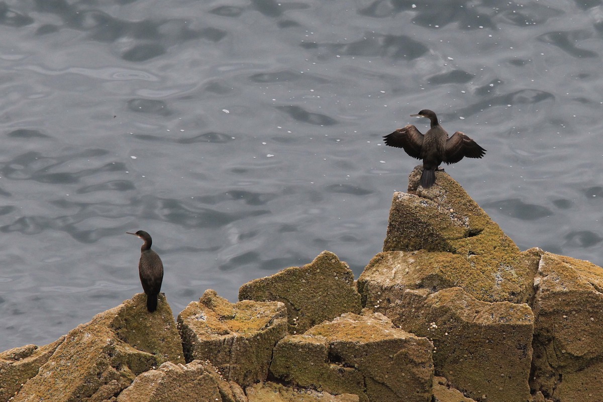 Grand Cormoran - ML644634202