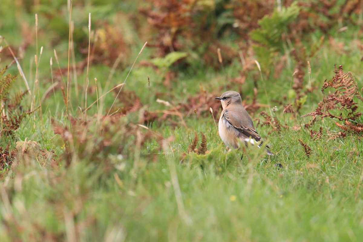 Traquet motteux - ML644634208