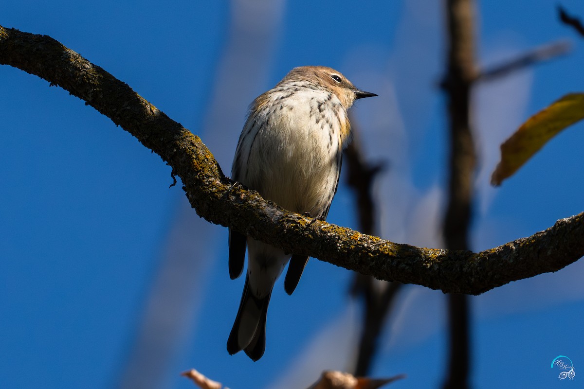 myrteparula - ML644634209