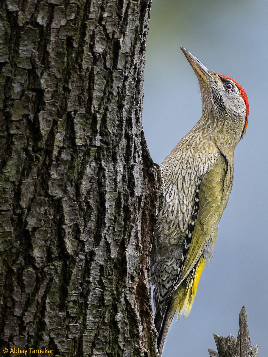 Streak-throated Woodpecker - ML644634210
