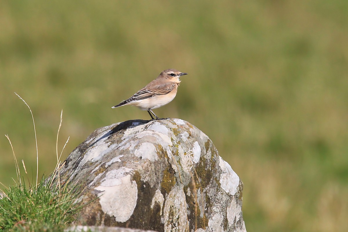 Traquet motteux - ML644634213