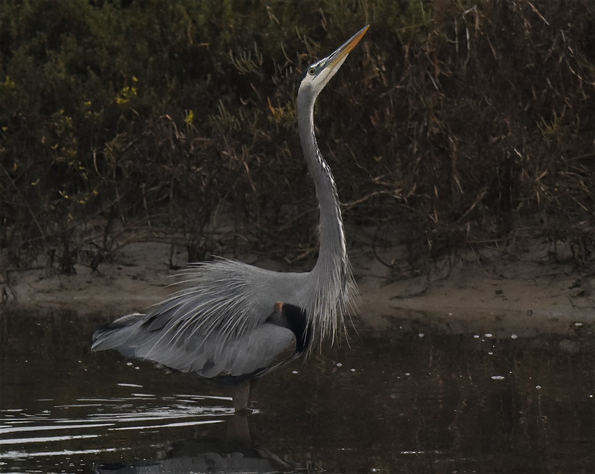 herodiashegre - ML644634214