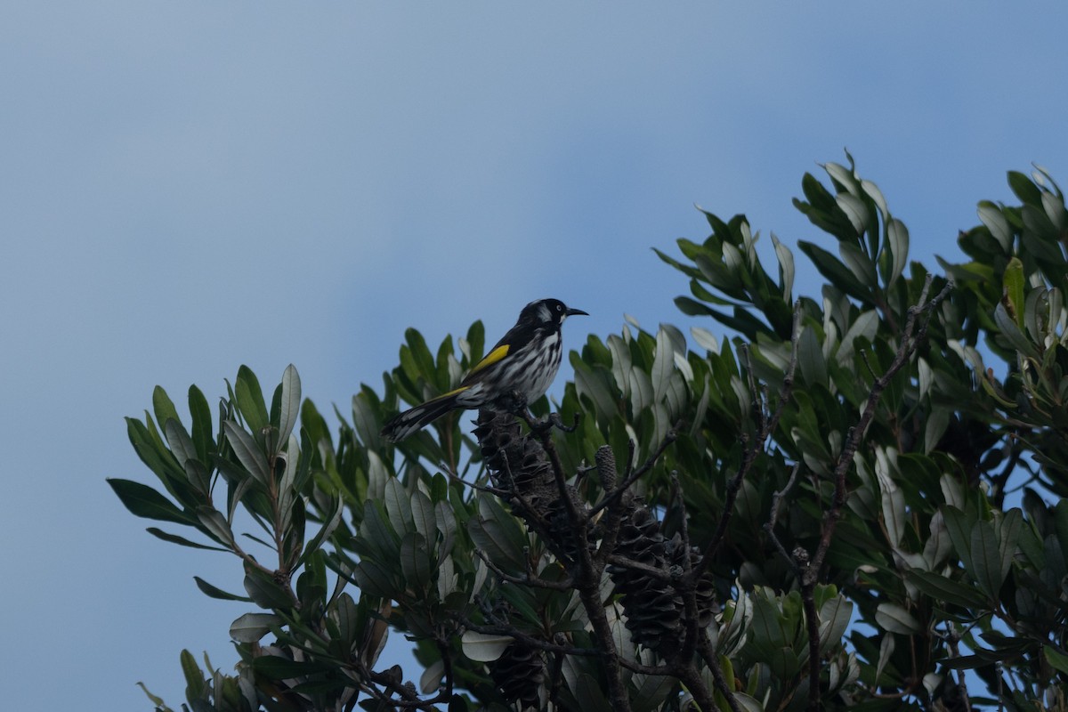 New Holland Honeyeater - ML644634215