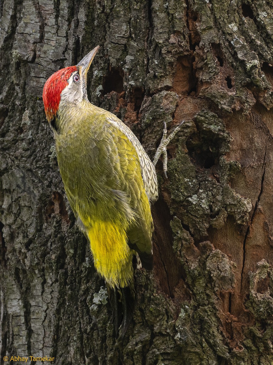 Streak-throated Woodpecker - ML644634220