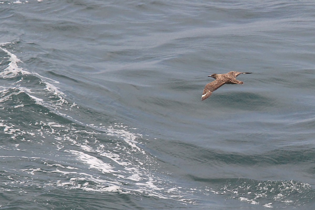 Grand Labbe - ML644634225