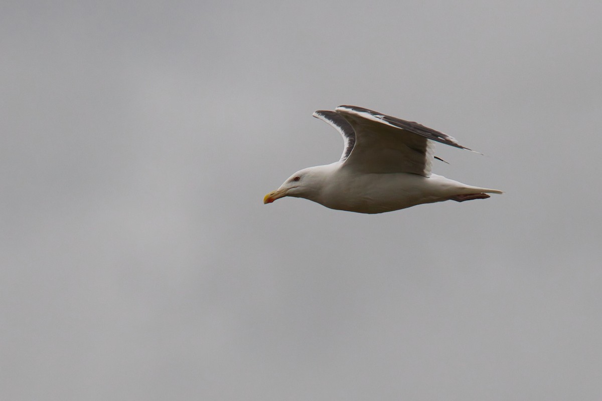 Goéland marin - ML644634228
