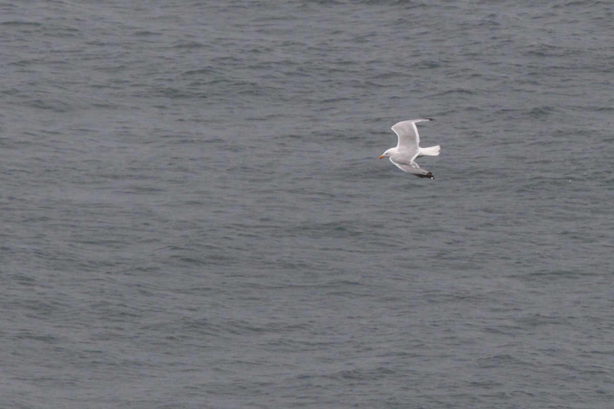 Goéland argenté - ML644634230