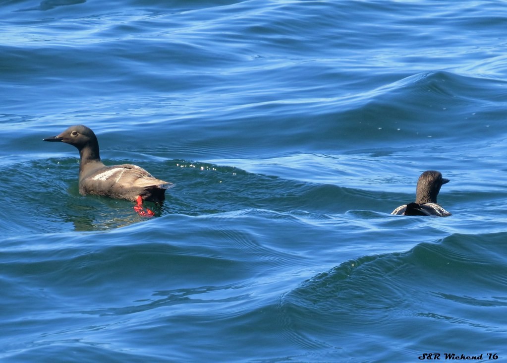 Guillemot colombin - ML644634231